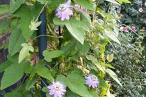 Món ăn bài thuốc chữa bệnh mất ngủ từ cây lạc tiên