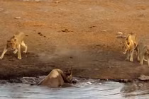 Cận cảnh tê giác sa lầy bị 3 sư tử quây