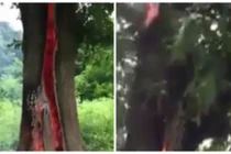 Kì lạ cây bốc cháy thân trong