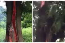 Kì lạ cây bốc cháy thân trong