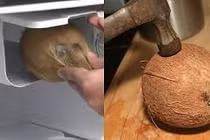 Cách tách cùi dừa nguyên quả bằng máy cực độc đáo 