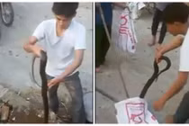 Rùng mình xem chàng trai tay không bắt cả đàn rắn hổ mang