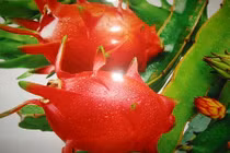 Công dụng và bài thuốc tuyệt vời của quả thanh long