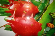 Công dụng và bài thuốc tuyệt vời của quả thanh long