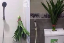 Video: Đặt loại lá này ở nhà vệ sinh gia chủ sẽ luôn gặp may mắn