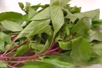 6 tác dụng phụ nguy hiểm của rau húng quế