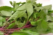 6 tác dụng phụ nguy hiểm của rau húng quế