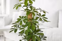 Cách chọn cây xanh xua tà khí, hút lộc cho gia chủ