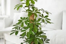 Cách chọn cây xanh xua tà khí, hút lộc cho gia chủ