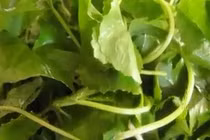 Công dụng của rau má trong việc chữa bệnh không thể bỏ qua