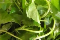 Công dụng của rau má trong việc chữa bệnh không thể bỏ qua