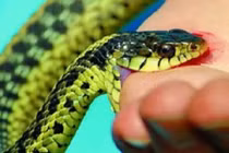 Cảnh báo tháng 7 vào mùa rắn độc cắn người