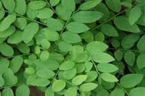 Công dụng và những bài thuốc tuyệt vời từ rau ngót