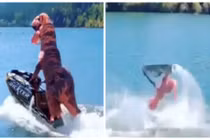 Bắt gặp "khủng long” lướt sóng đẳng cấp ngoài đời thực