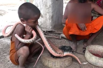 Rắn hổ mang chúa bị em bé cầm cổ như đồ chơi