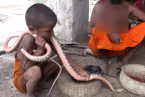 Rắn hổ mang chúa bị em bé cầm cổ như đồ chơi