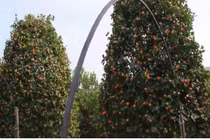 Thích thú ngắm quất cảnh, phật thủ chục triệu đón Tết