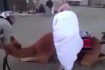 Trêu chọc lạc đà, bị hất ngã chổng vó