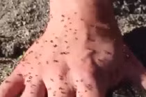 Điều gì xảy ra khi vùi tay vào ổ kiến lửa suốt 5 phút?