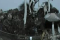 Xem quy trình sản xuất kháng sinh từ phân ngựa