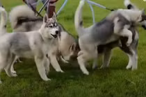 Phải bồi thường hơn 200.000 USD vì... chó sủa