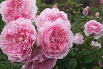 Tuyệt chiêu trồng hoa hồng ngoại nở rực rỡ trên chậu