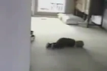 Chết cười với bậc thầy ăn vạ