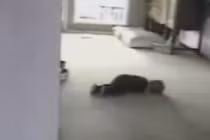 Chết cười với bậc thầy ăn vạ