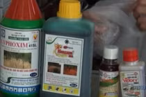 Báo động tự tử bằng thuốc bảo vệ thực vật