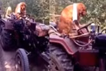 Chó lái công nông, chuyện khó tin nhưng có thật