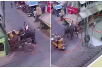 Hãi hùng voi điên khổng lồ phá nát xe, truy sát người