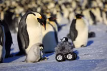 Ảnh độc hài hước: Phương tiện di chuyển của chim cánh cụt