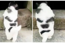 Hài hước cảnh cún con cố gắng trèo qua bậc cửa