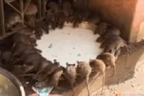 Bí mật trong đền thờ hơn 20.000 con chuột ở Ấn Độ