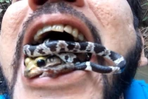 “Dị nhân” ngậm cả rắn và ếch độc trong miệng