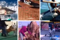 Khủng khiếp tai nạn bất ngờ với động vật hung dữ