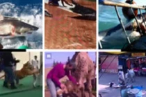 Khủng khiếp tai nạn bất ngờ với động vật hung dữ