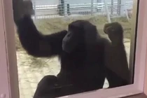 Tinh tinh tự lau chuồng hàng ngày giúp nhân viên sở thú