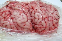 Bí quyết ăn óc lợn siêu bổ không phải ai cũng biết