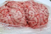 Bí quyết ăn óc lợn siêu bổ không phải ai cũng biết