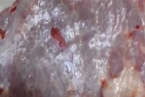 Cận cảnh miếng thịt bò sống nhúc nhích trên bàn