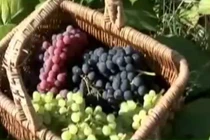 Công dụng không kể hết của nho với sức khoẻ