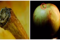 Hình ảnh lạ lẫm của đồ vật quen thuộc dưới ống kính macro 