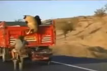 Màn ăn trộm cừu siêu đẳng như phim hành động