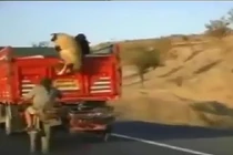 Màn ăn trộm cừu siêu đẳng như phim hành động