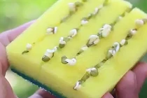 Những công dụng không thể bỏ qua của miếng bọt biển (2)