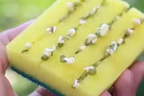 Những công dụng không thể bỏ qua của miếng bọt biển (2)