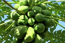 Công dụng chữa bệnh không ngờ của đu đủ xanh