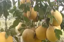 Những công dụng tuyệt vời của trái bưởi bạn nên biết