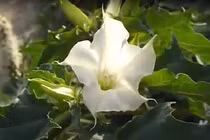 Cận cảnh loài hoa dùng chế tạo độc dược đáng sợ nhất